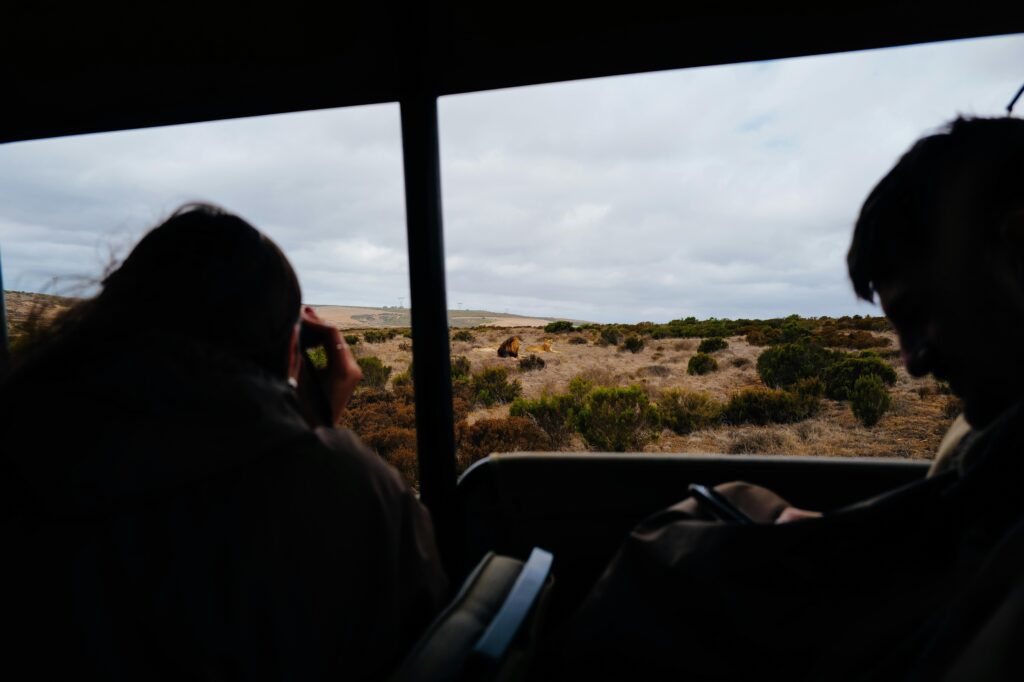 pexels photo 36702540 36702540 2 Tourists capturing a lion sighting during an African safari tour in the savannah.